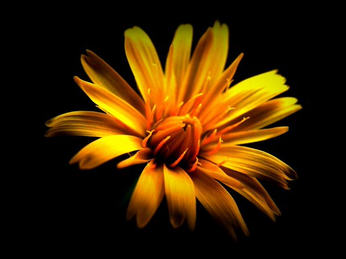 Flower Close up | by Weeping-Willow Photography