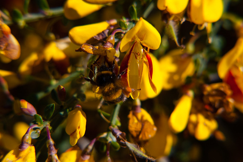 Broom flowers (plus bee)