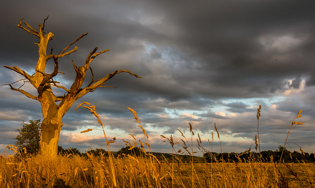 Dead tree at sunset - In Explore 9/8/15