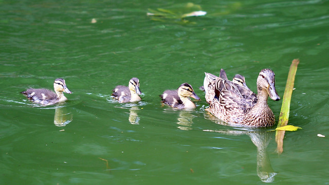 Morningside Park duck family