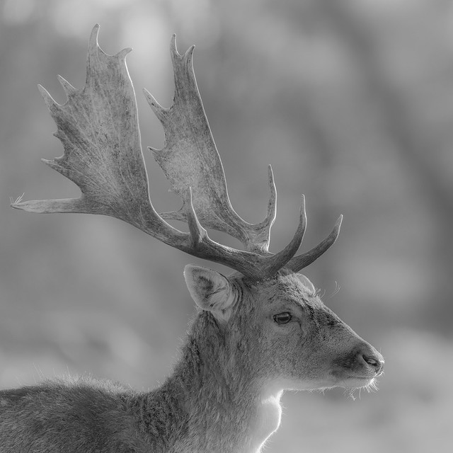 B&W Fallow deer portrait ( Explored )