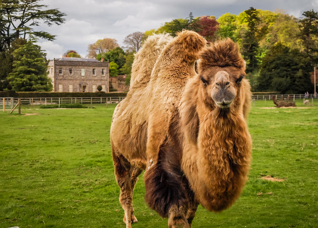 A Bactrian Camel is one of numerous species of animal at Little Durnford Manor in Wiltshire