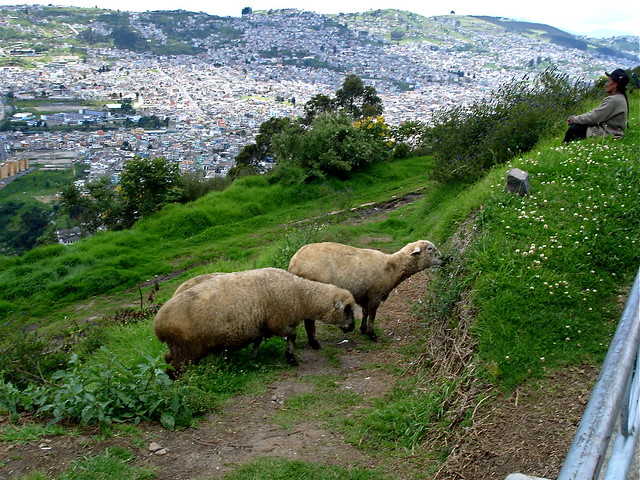 Sheep, Quito, Ecuador