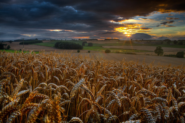Wheat at Sunset HDR