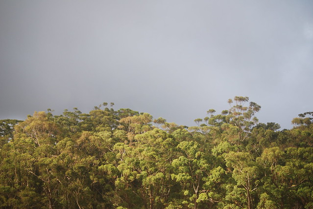 So beautiful. At the 5000 foot level, or so, Haleakela