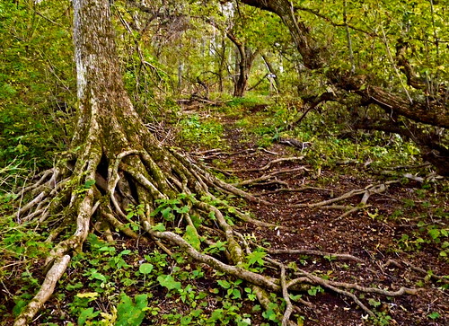 trees tree nature forest woods michigan roots panasonic beulah naturepreserve benzie treefeet us31 fz18 trappfarm jimflix narrowgaugeroad trappfarmnaturepreserve grandtraverseregionallandconservancy
