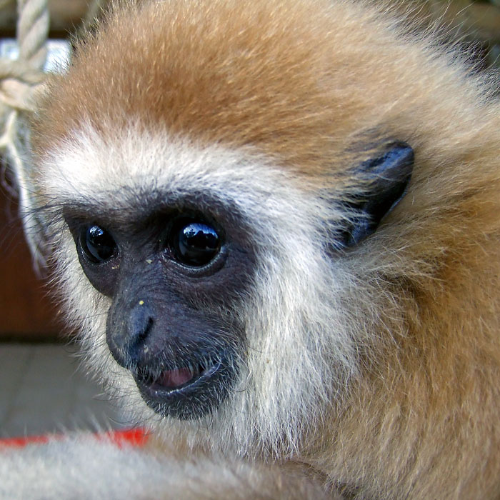 Juvenile Gibbon