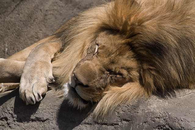 African Lion (Panthera leo) #2 (Close Up)