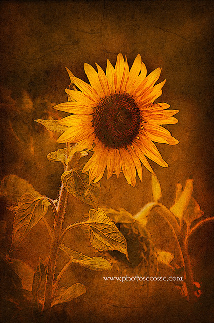 Sunflower texture. Botswana. Africa.