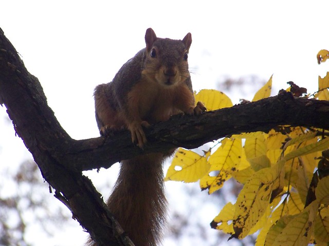 127/365 (October 16, 2008) - Squirrel in the Arb