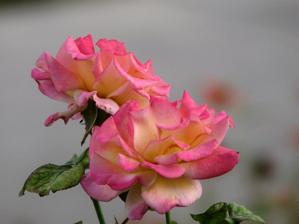 Roses | Red Dirt Road Photography | Flickr