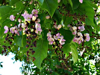 Pongam flowering tree (Pongamia pinnata) | by Tatters ✾