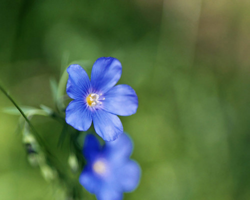 flowers blue landscape