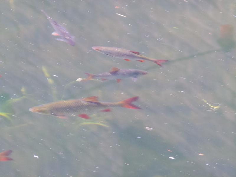 Fish