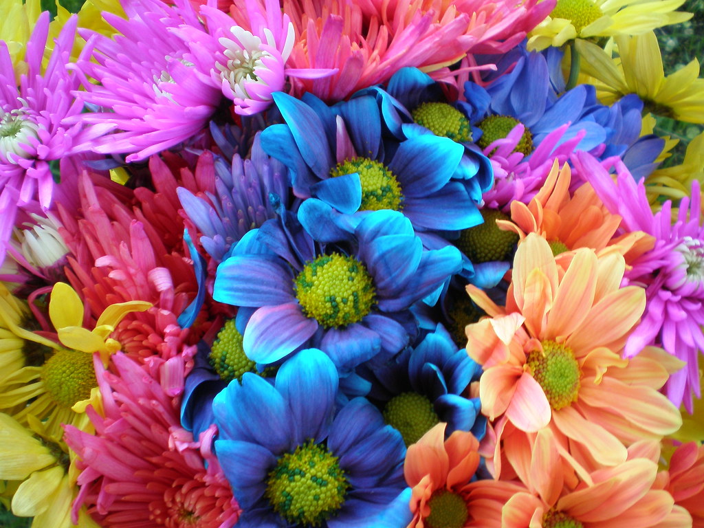 Colorful Crazy Daisies (1) | Colorful Daisies | Kaz Andrew | Flickr