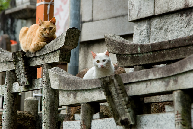Shrine Cats