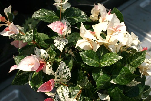 Variegated Asiatic Jasmine - Tracheolspermum asiaticum 'Variegated'