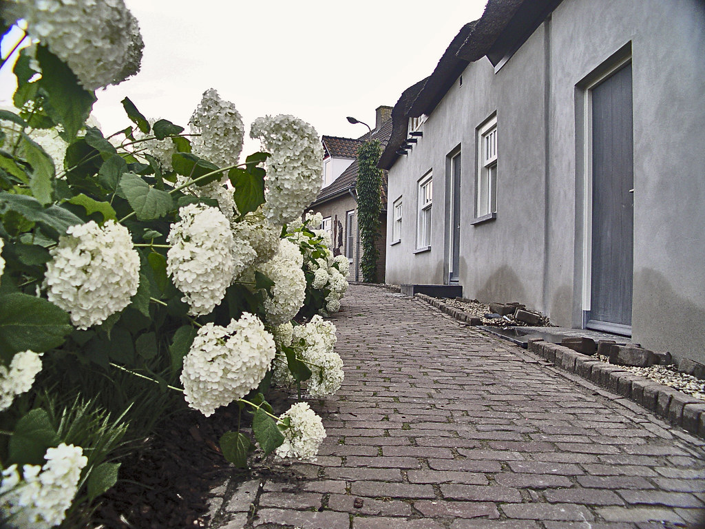 Lith Engwijkpad met horthensias. Lith: Engwijkpad with hydrangeas