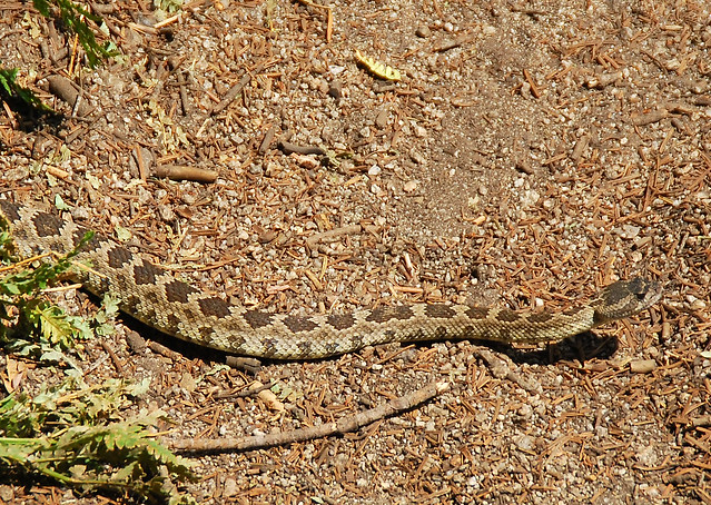 A rattlesnake!