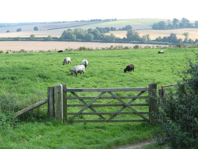 Sanctuary Avebury (17) sheep