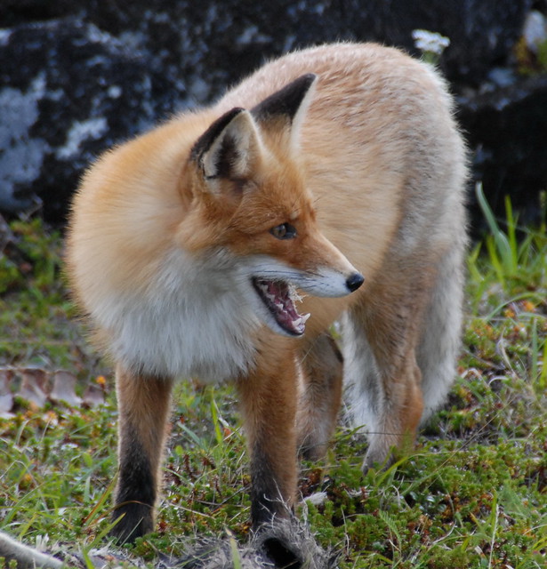 Rødrev / Fox