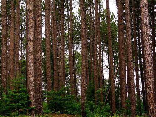 trees nature minnesota outdoors woods scenery scenic july pines pinetrees ironrange loggingroad superiornationalforest lonesomepolecatroad
