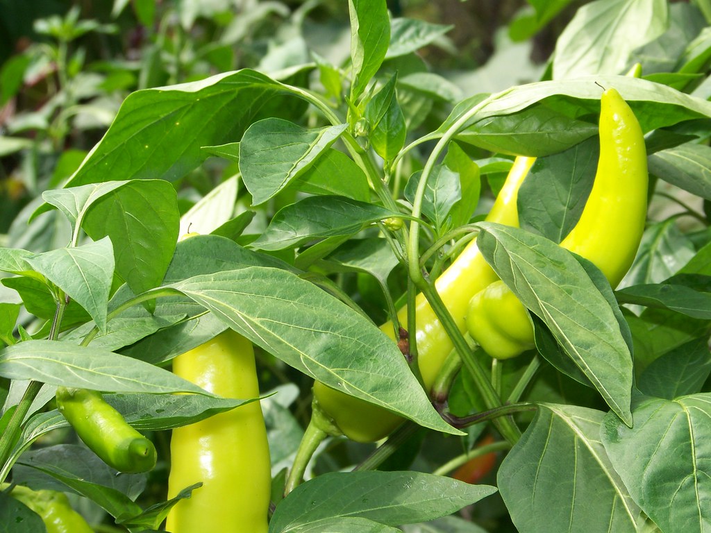 Hungarian wax peppers 08