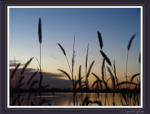 november sunset sky lake reflection water pond nebraska grandisland vogonpoetry eaglescoutpark 11252008