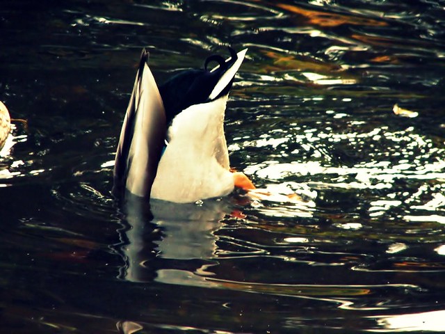 fishing duck-style