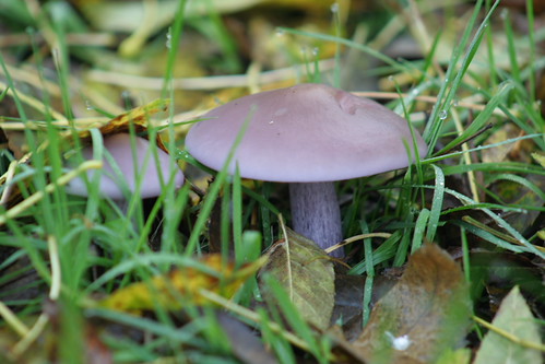 champignon pas "moche" | by vebests