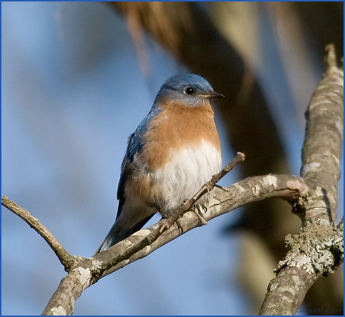 Eastern Bluebird by jumahl