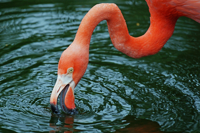 Flamingos, Flamingo Gardens