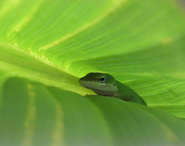 Green Anole in a Canna Lily leaf