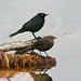 Flickr photo 'Brewer's Blackbirds - Euphagus cyanocephalus' by: MT Lynette.
