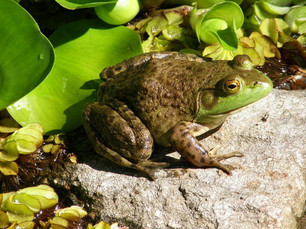 Rana toro / Bull frog (Rana catesbeiana) | Rafael Medina | Flickr