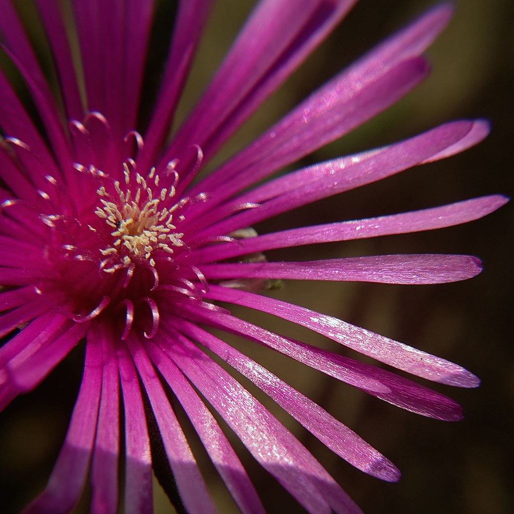 松葉菊 Lampranthus Spectabilis 名前がわからなかったのでグーグルで ガーベラに似ていて花び Flickr