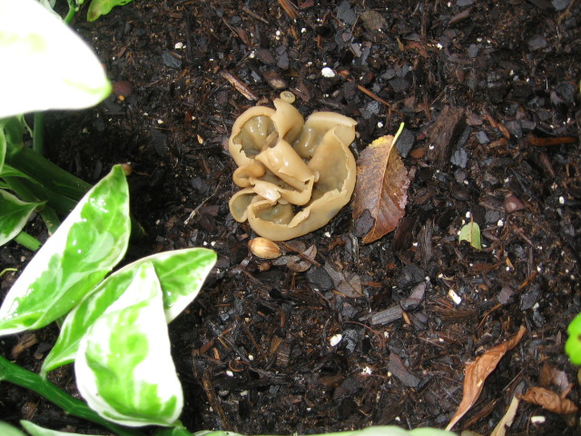 Fungus growing in garden