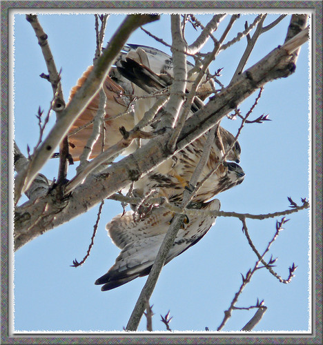 ~Red-tailed Hawks Mating! by ~Sage~