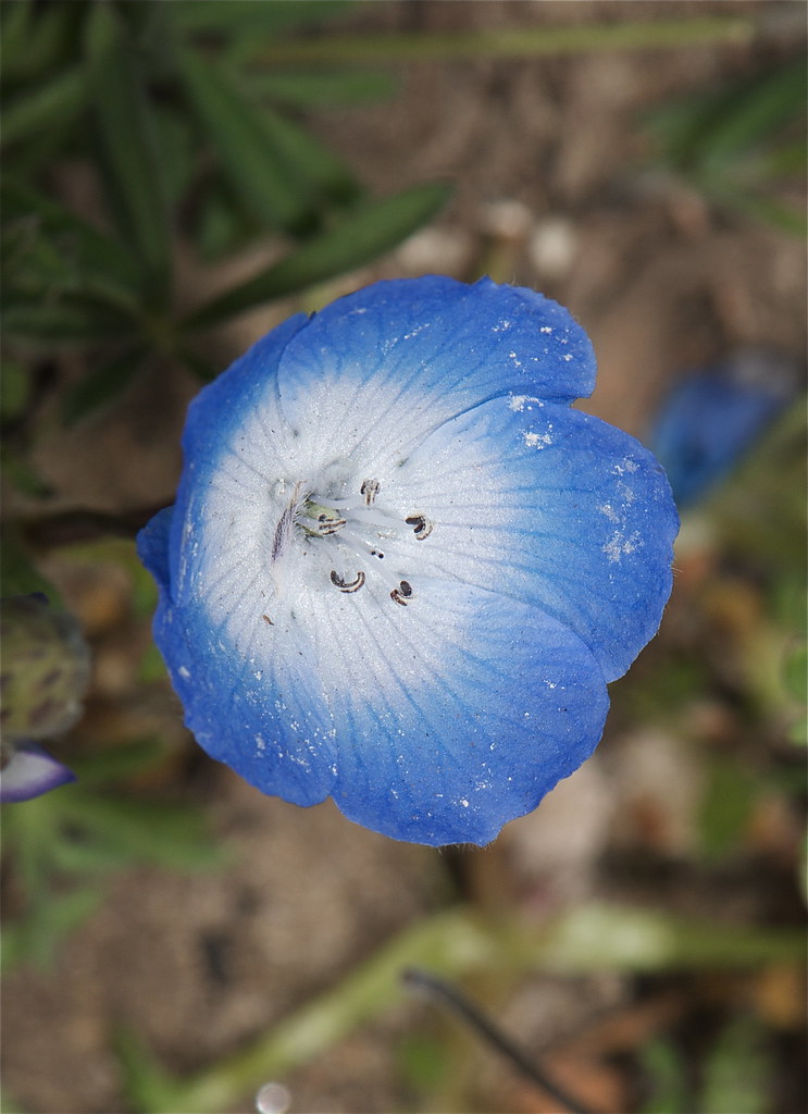 Baby Blues Eyes Nemophila Menzieii Other Than The Sticky Flickr