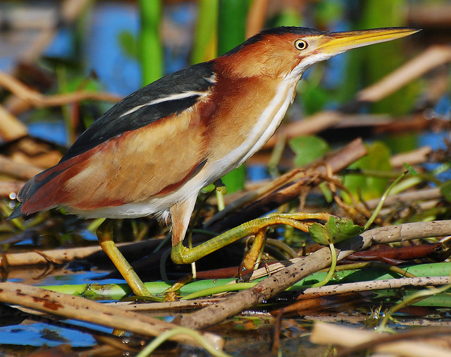least bittern at water level 2
