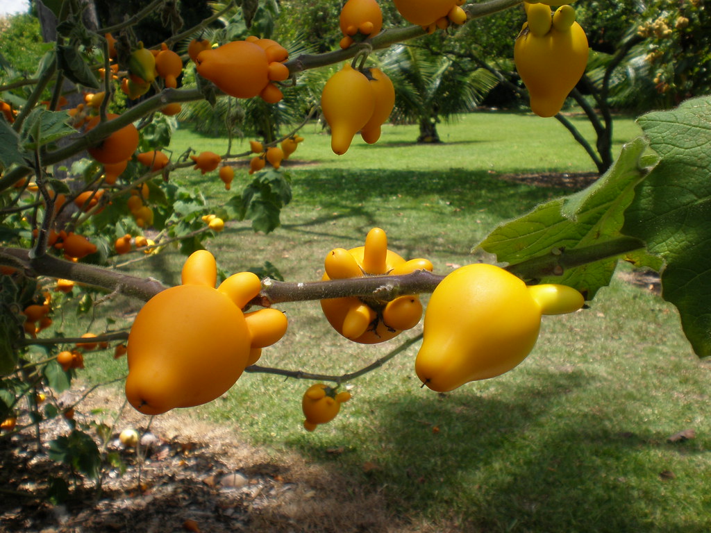 Solanum mammosum, nipple fruit, Foster Botanical Garden, H…