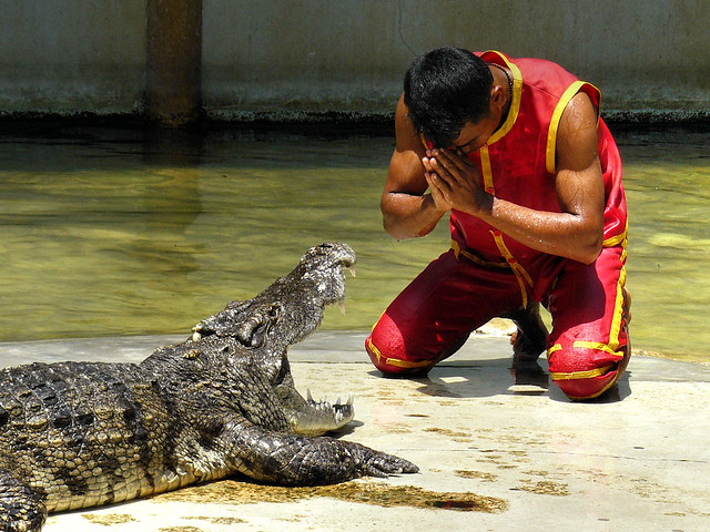 Crocodile wrestlers dice with death in jaw-snapping show