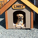 Linky (Lincoln)