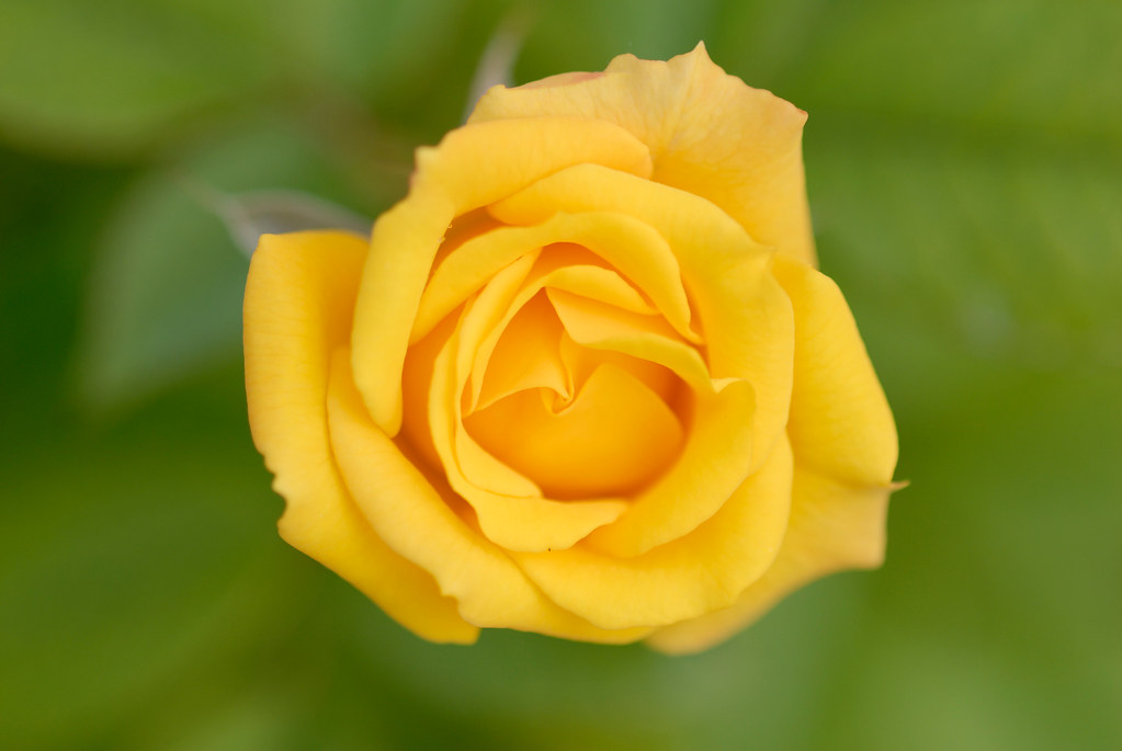 Autumn Rose 9 黄色いバラの花言葉は 友情 あなたを恋します 可憐 美 ジェラシー 薄 Flickr