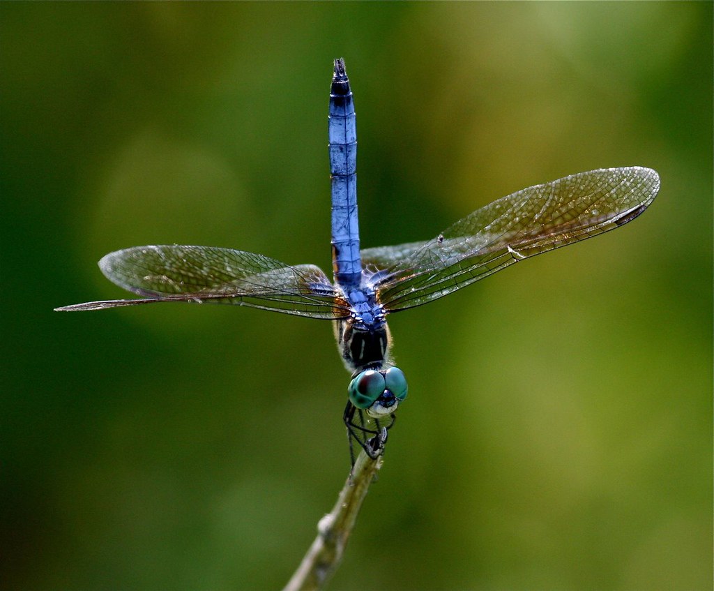 Blue Dasher dragonfly-male (Pachydiplax longipennis) by rwolfert