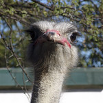 Julia the ostrich