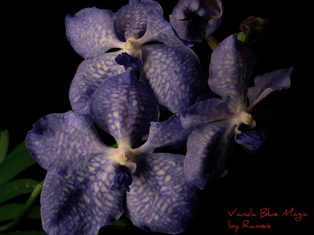 Vanda Blue Magic