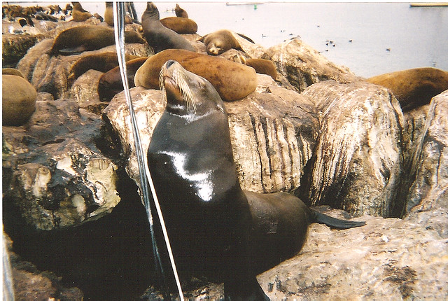 A Glistening California Sea Lion