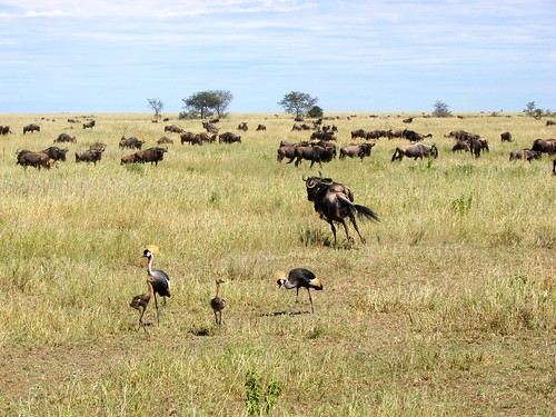 africa tanzania grey crane safari serengeti wildebeest crowned balearica regulorum