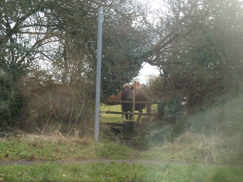 Lunchtime drama - 1 Cow susses out fence. Chesham Circular